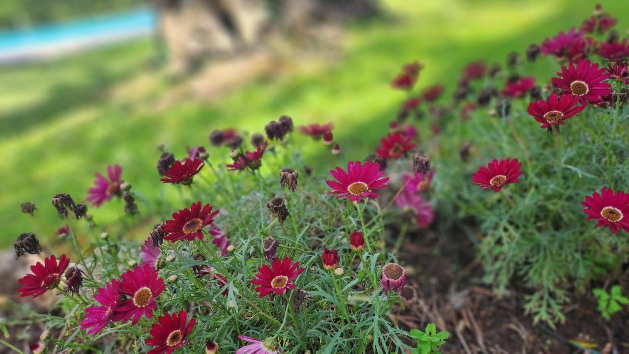 Aristea Studios Kato Korakiana Dış mekan fotoğraf