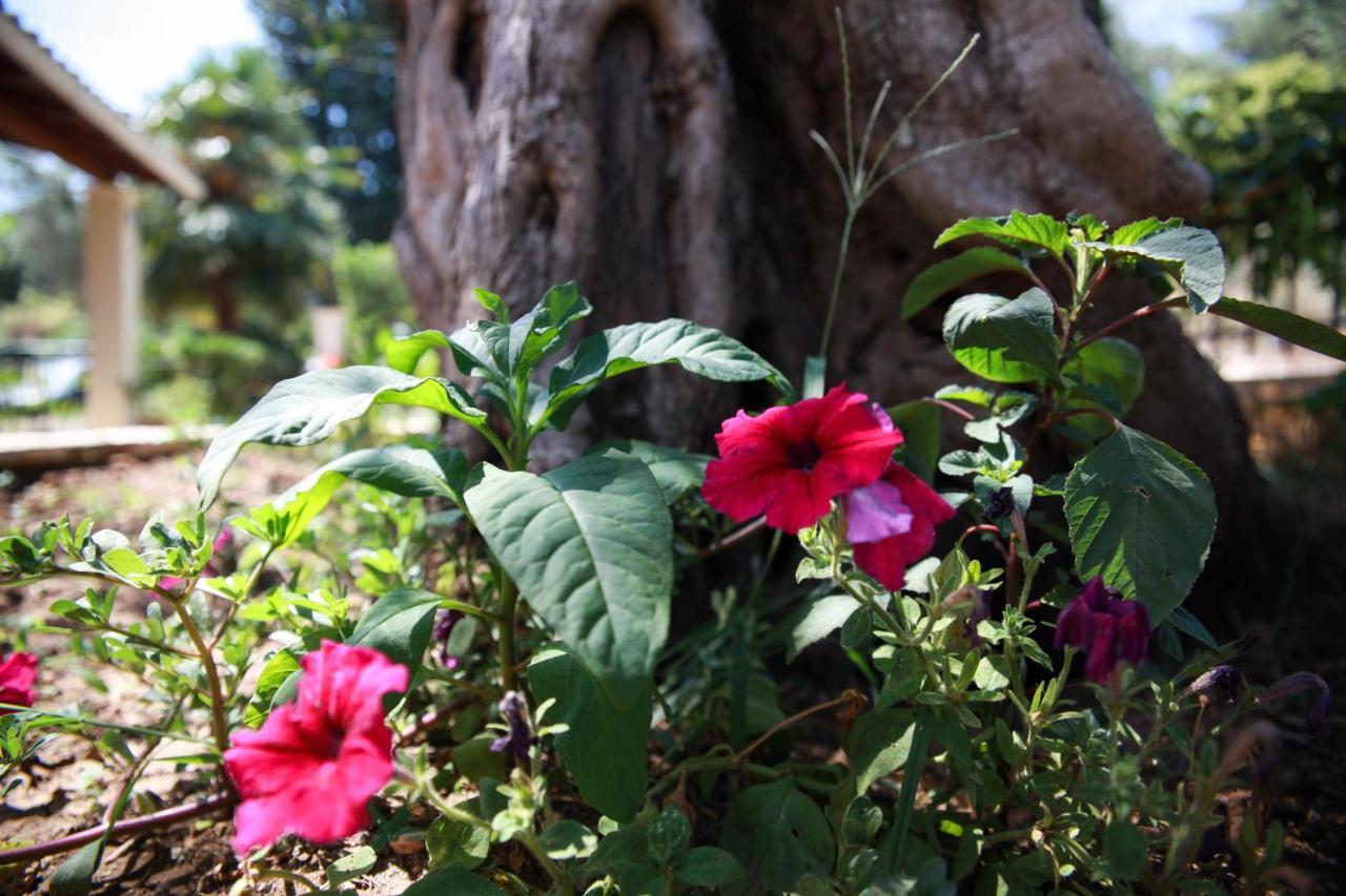 Aristea Studios Kato Korakiana Dış mekan fotoğraf
